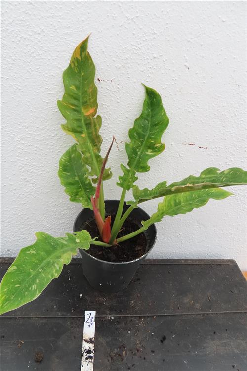 Philodendron Ring of Fire – Bild 4
