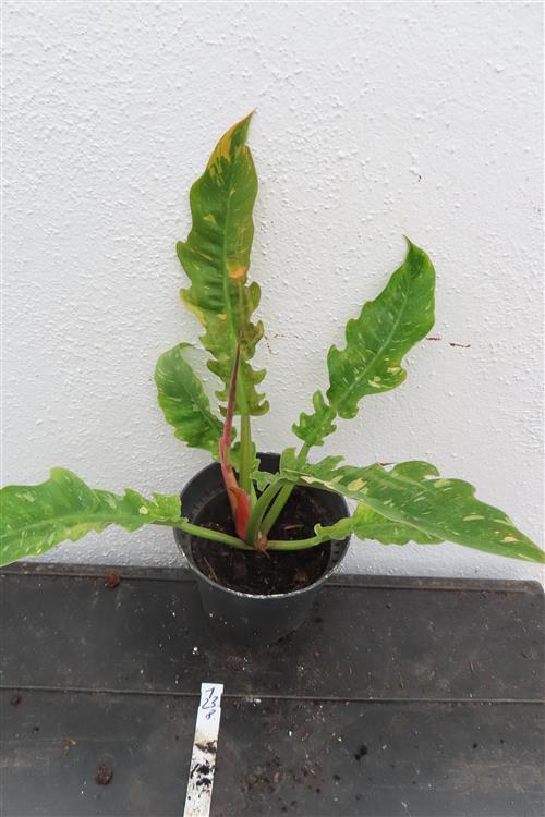 Philodendron Ring of Fire – Bild 2