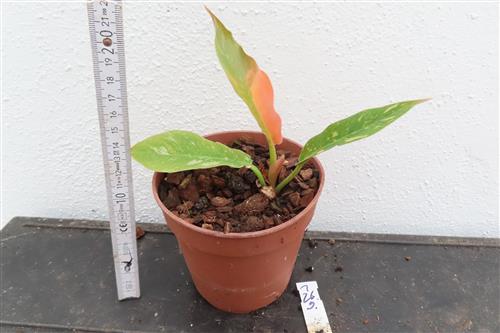 Philodendron Ring of Fire – Bild 4