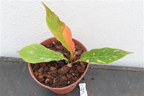 Philodendron Ring of Fire – Bild 3