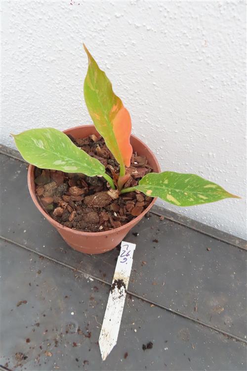 Philodendron Ring of Fire – Bild 2