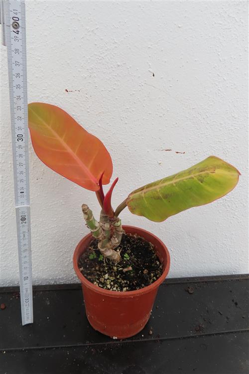 Philodendron Sunlight – Bild 3