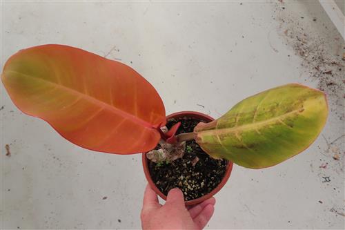 Philodendron Sunlight – Bild 2