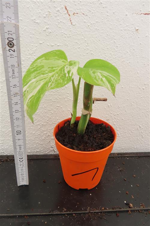 Monstera Delicosa variegata – Bild 4