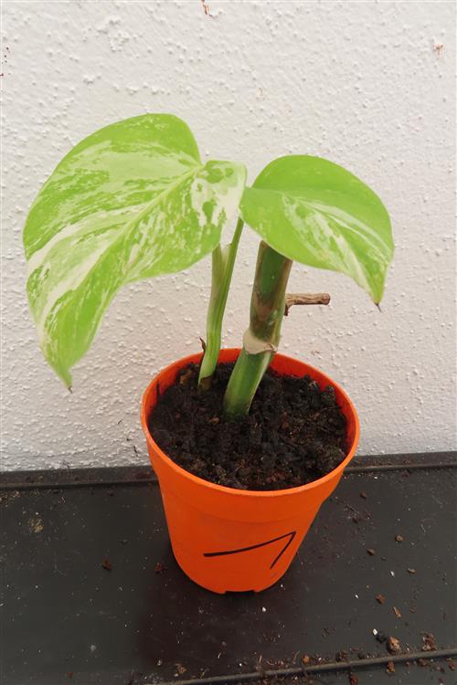 Monstera Delicosa variegata – Bild 3