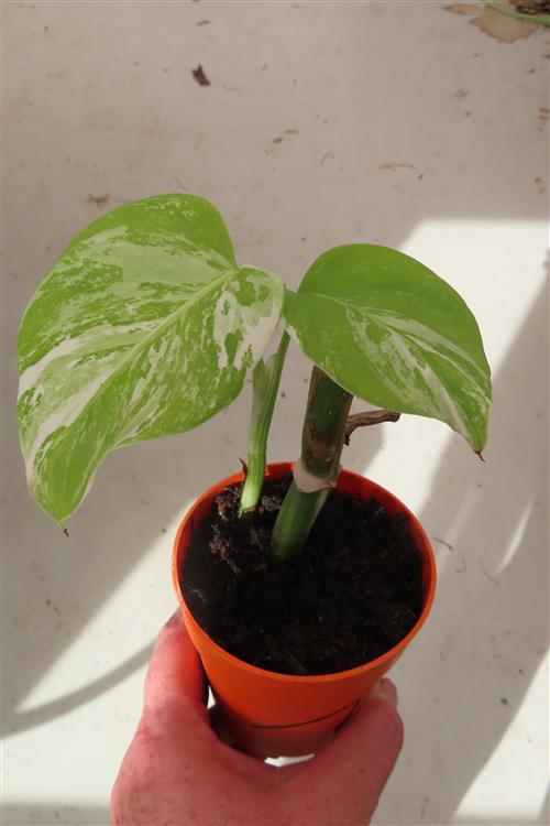 Monstera Delicosa variegata – Bild 2