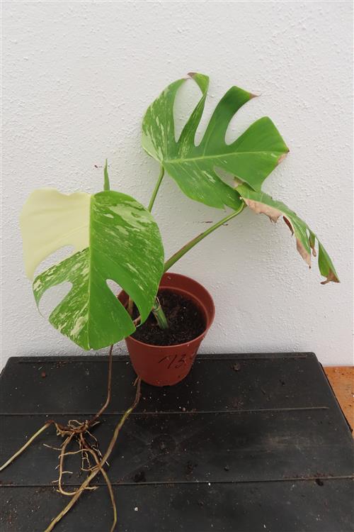 Monstera Delicosa variegata – Bild 5