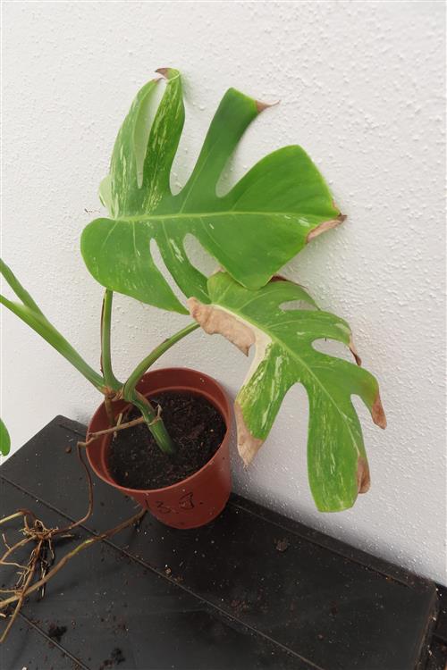 Monstera Delicosa variegata – Bild 4