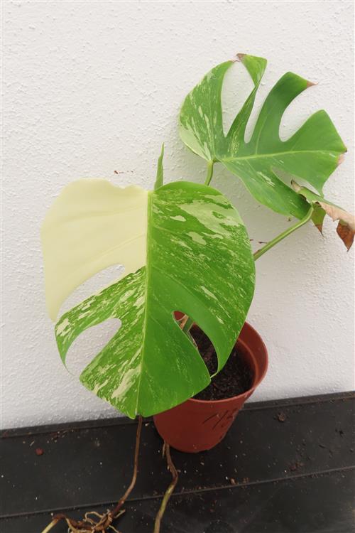 Monstera Delicosa variegata – Bild 3