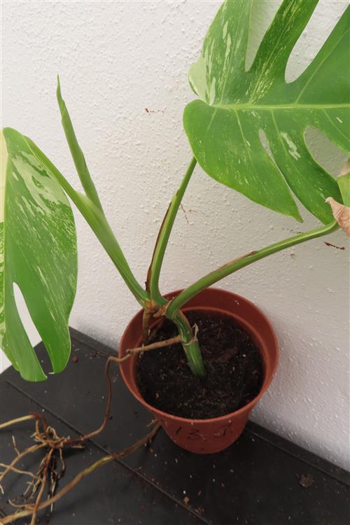 Monstera Delicosa variegata – Bild 2