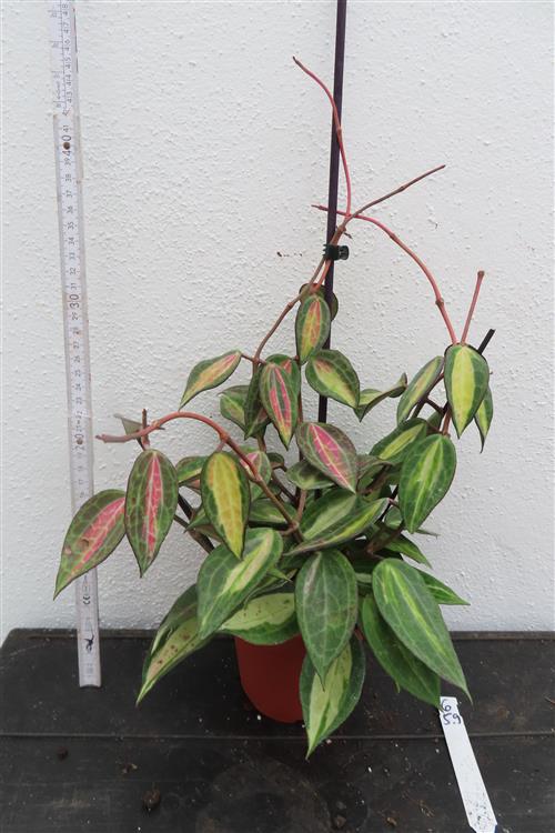 Hoya macrophylla pot of gold – Bild 2