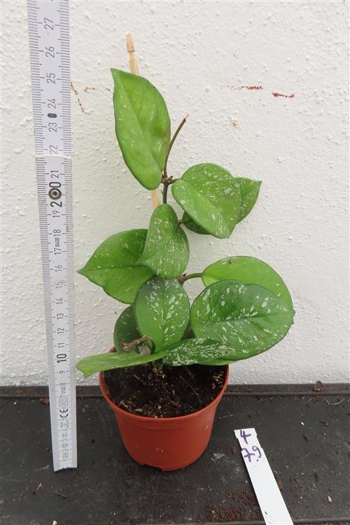 Hoya Freckles Splash – Bild 2