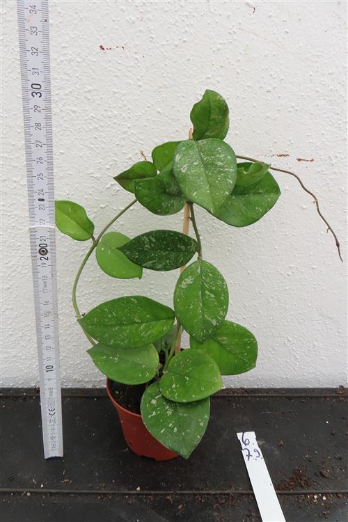 Hoya Freckles Splash – Bild 3