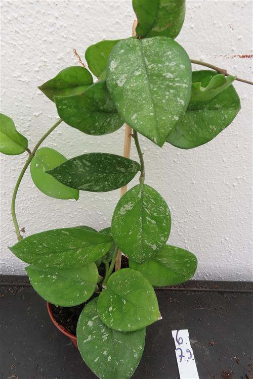 Hoya Freckles Splash – Bild 2