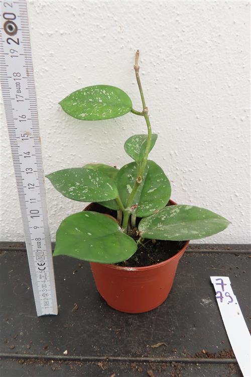 Hoya Freckles Splash – Bild 2