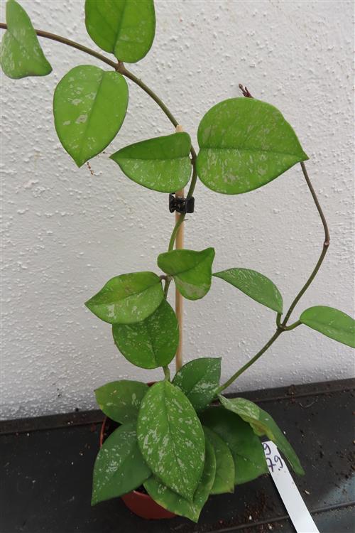 Hoya Freckles Splash – Bild 2