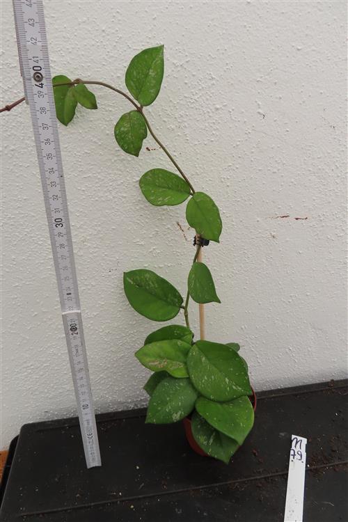 Hoya Freckles Splash – Bild 3