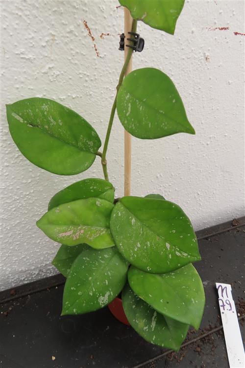 Hoya Freckles Splash – Bild 2