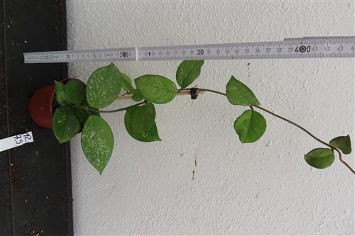 Hoya Freckles Splash – Bild 3