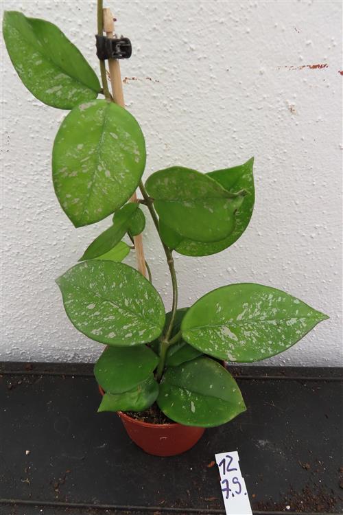 Hoya Freckles Splash – Bild 2