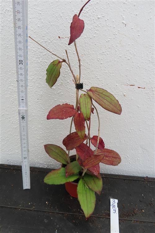 Hoya erythrina – Bild 2