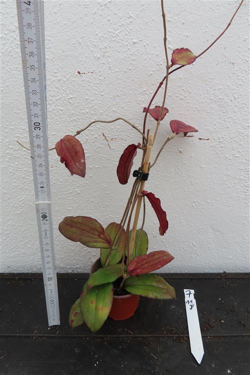 Hoya erythrina – Bild 2