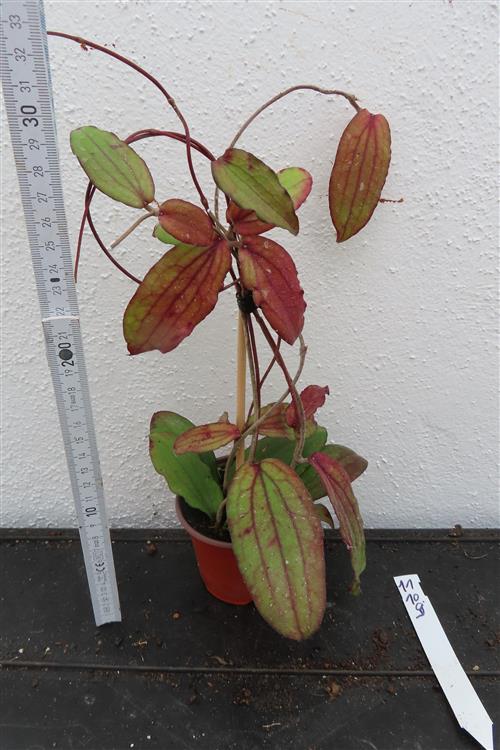 Hoya erythrina – Bild 2