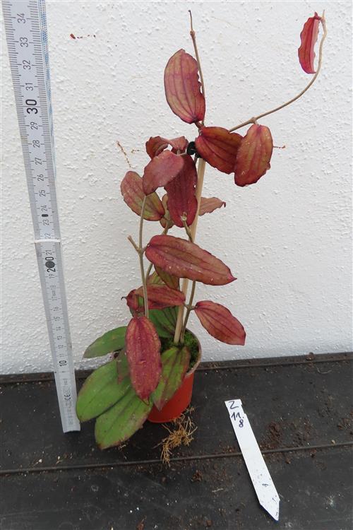 Hoya erythrina – Bild 2