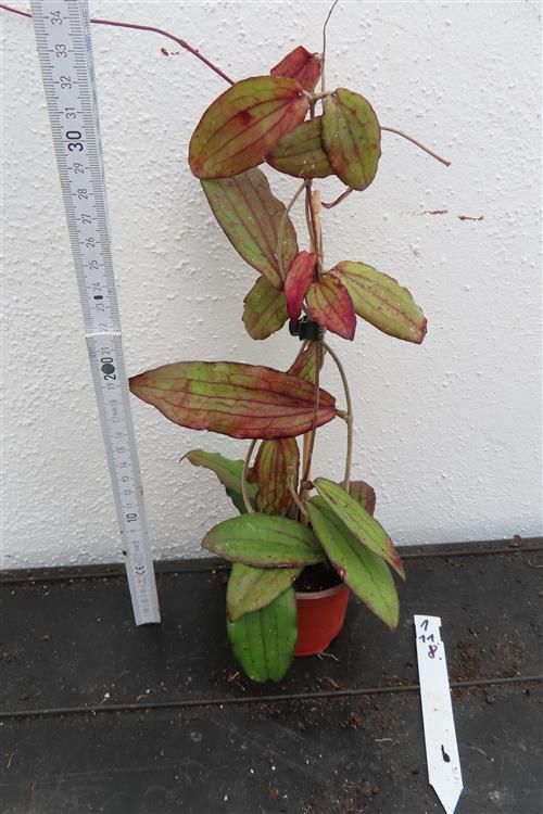 Hoya erythrina – Bild 2