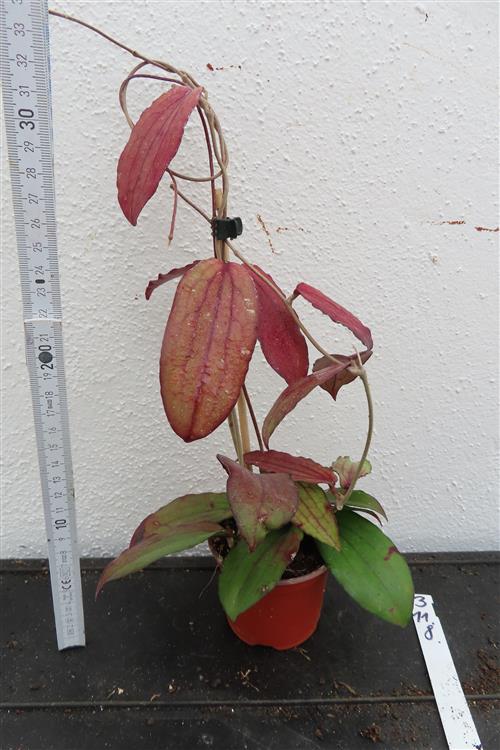 Hoya erythrina – Bild 2