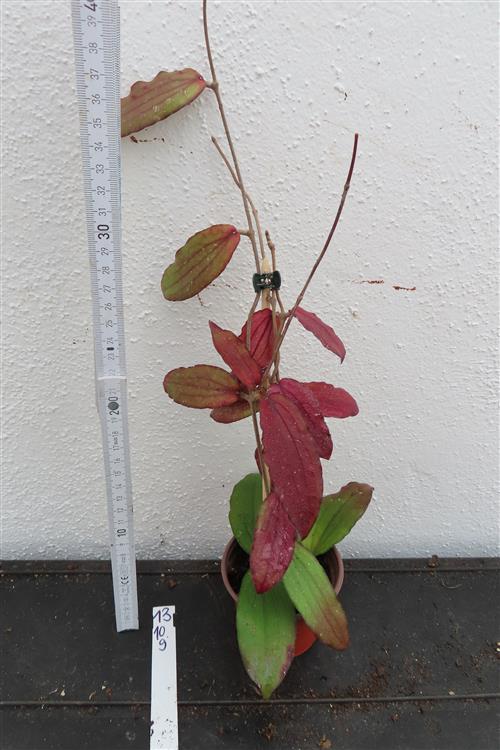 Hoya erythrina – Bild 2