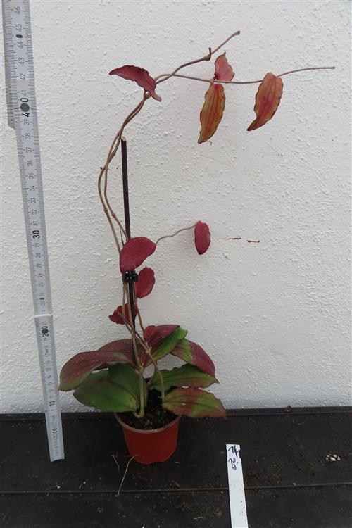Hoya erythrina – Bild 2