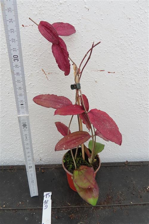 Hoya erythrina – Bild 2