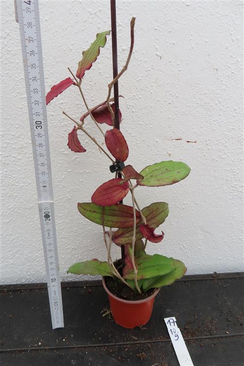 Hoya erythrina – Bild 2