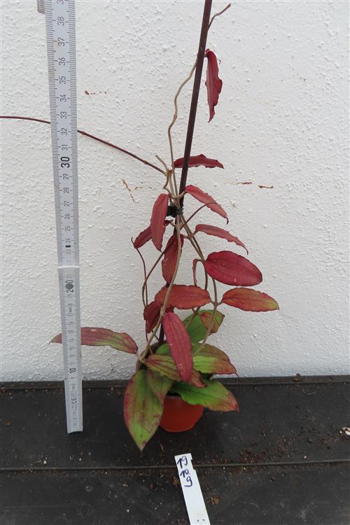 Hoya erythrina – Bild 2