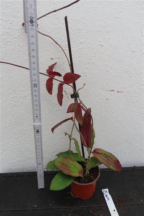 Hoya erythrina – Bild 2