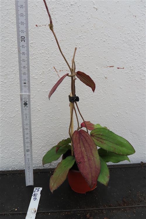 Hoya erythrina – Bild 2