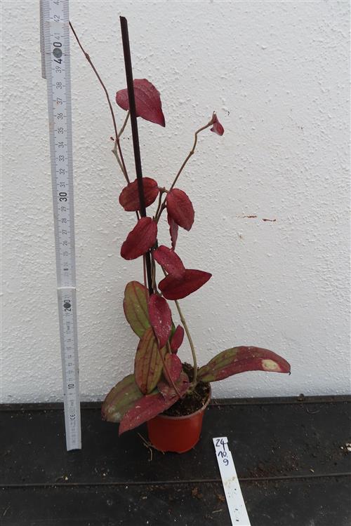 Hoya erythrina – Bild 2