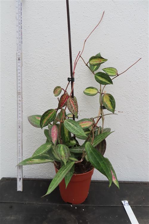 Hoya macrophylla pot of gold – Bild 2