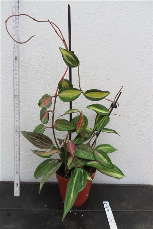 Hoya macrophylla pot of gold – Bild 2