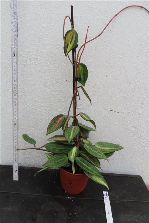 Hoya macrophylla pot of gold – Bild 2