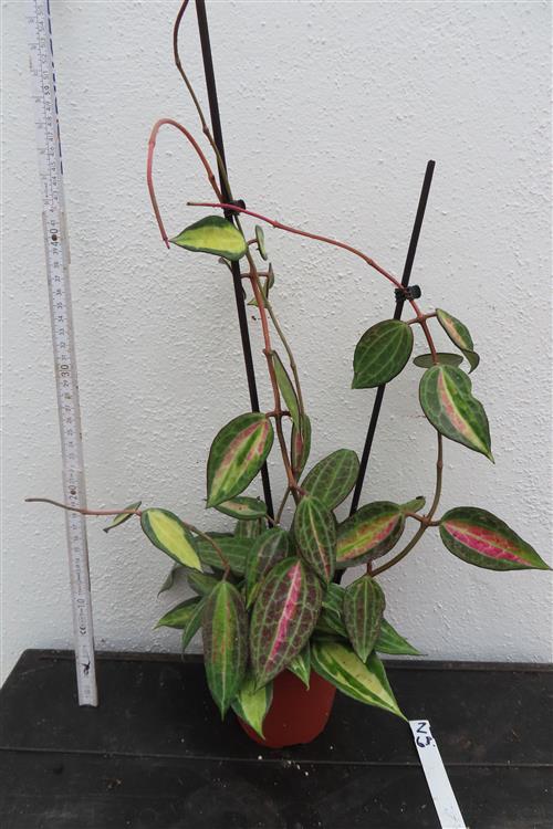 Hoya macrophylla pot of gold – Bild 2