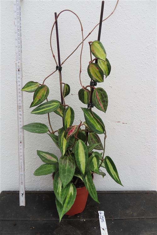 Hoya macrophylla pot of gold – Bild 2