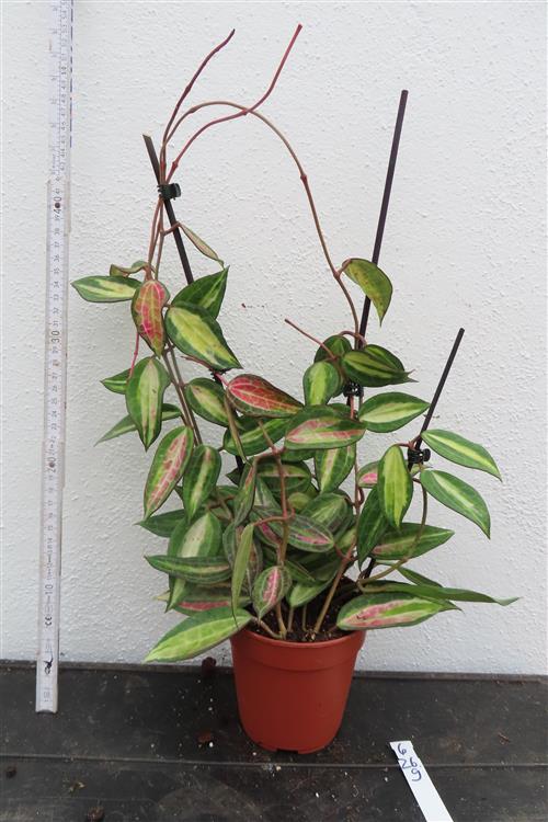 Hoya macrophylla pot of gold – Bild 2