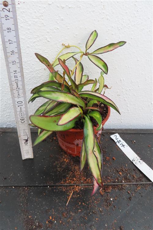 Hoya wayetii tricolour – Bild 2