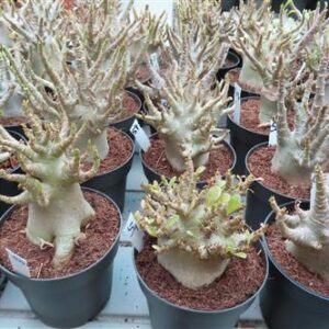 Adenium Baobab, Wüstenrose