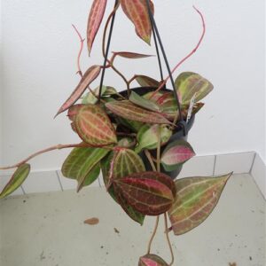 Hoya macrophylla pot of gold