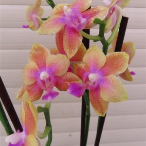 Orchidee Phalaenopsis