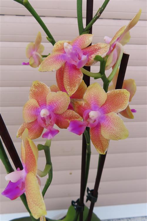 Orchidee Phalaenopsis