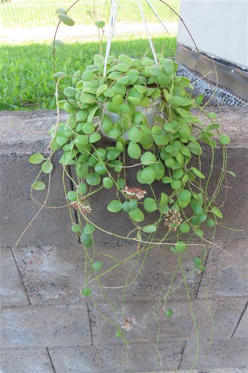 Hoya brevialata
